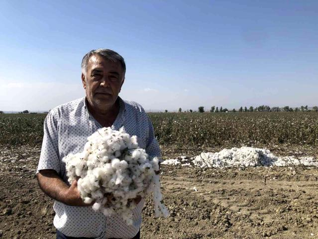 'Beyaz altın'ı kuraklık vurdu